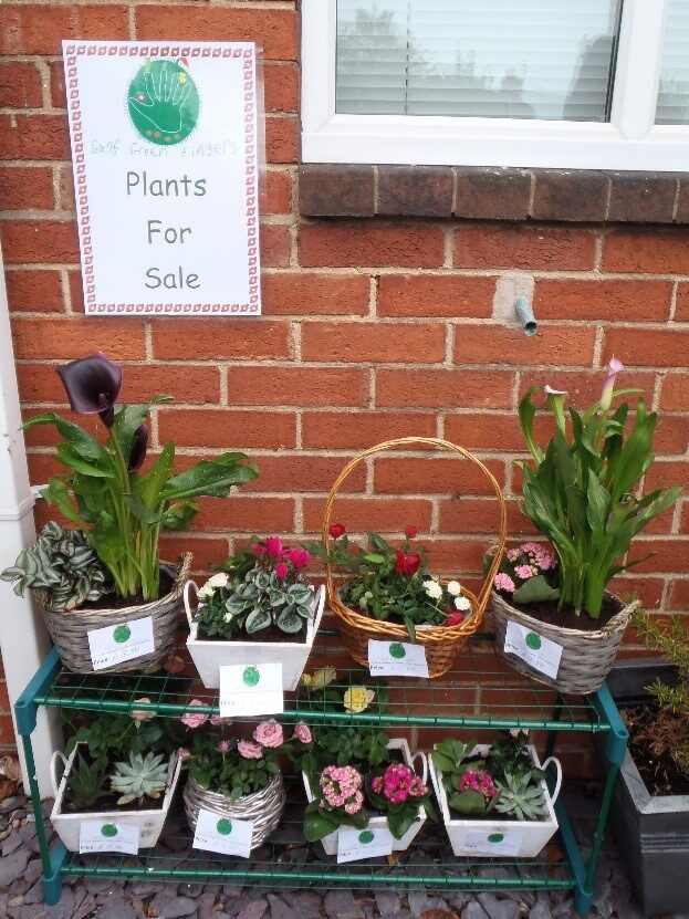 cropped-plant.jpg